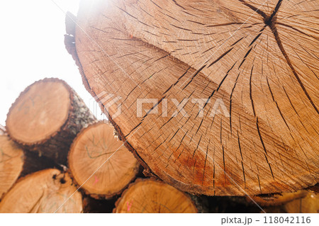 Close-up of a tree cut with wood grain against a forest background 118042116