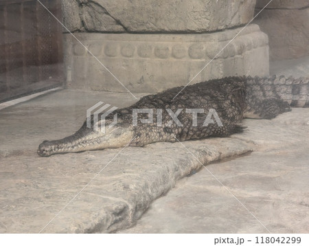 West African slender-snouted crocodile Mecistops cataphractus, close up West African slender-snouted crocodile Mecistops cataphractus, close up 118042299