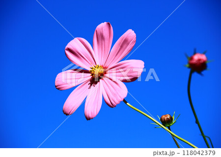 菊 キク 菊の花 118042379