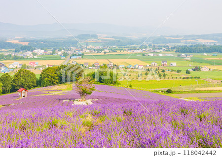 夏の北海道 上富良野町 日の出公園のラベンダー 夏の北海道 上富良野町 日の出公園のラベンダー 118042442