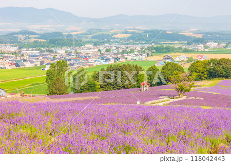 夏の北海道 上富良野町 日の出公園のラベンダー 夏の北海道 上富良野町 日の出公園のラベンダー 118042443