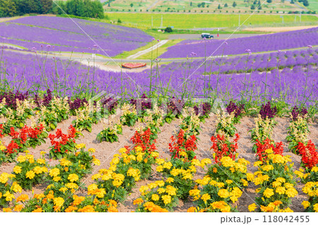 夏の北海道　上富良野町　日の出公園 118042455