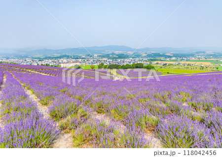 夏の北海道　上富良野町　日の出公園のラベンダー 118042456