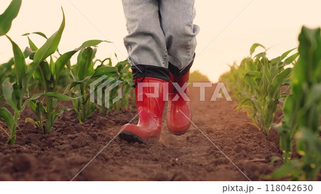 small child rubber boots walks along dirt road field, corn field, corn sprouts sunset, child kid agriculture, child corn field, rubber children boots raise dust while walking along road corn field 118042630