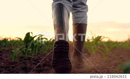 farmer rubber boots walks through corn field sunset, fertile soil business, farmer agronomist steps his foot rural land, business farm land, dust from farmer boots, agriculture, eco environment 118042631
