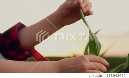 corn agriculture, close-up child hand, green leaf corn sunset, childhood farm, child life farm, hand touching green leaves sprouts field sunset, rural land concept, child kid agriculture, eco children 118042632