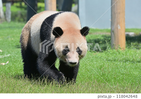 お散歩中の明浜 118042648