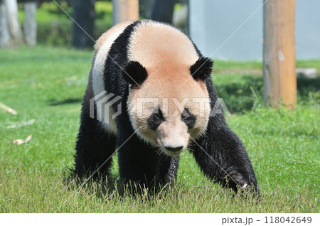 お散歩中の明浜 お散歩中の明浜 118042649