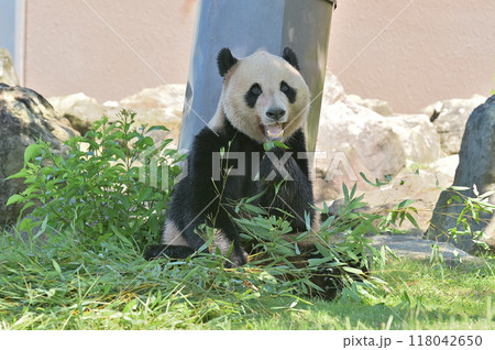 おいしそうに竹を食べる明浜 118042650