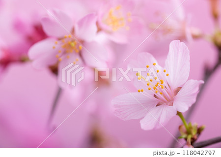 ピンク背景の富士桜の花のアップ 118042797