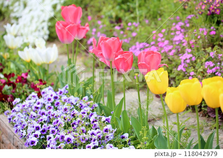 可愛い　チューリップの花 118042979