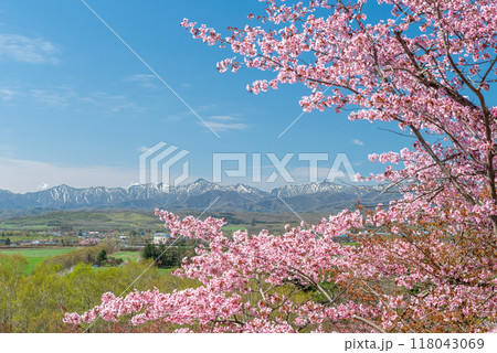 残雪の日高山脈と桜が美しい春の十勝平野 118043069