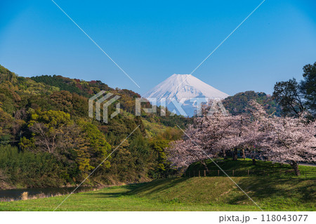 【静岡県】狩野川さくら公園　満開の桜と富士山 118043077