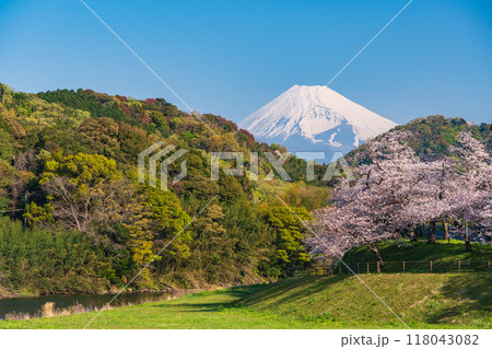 【静岡県】狩野川さくら公園　満開の桜と富士山 118043082