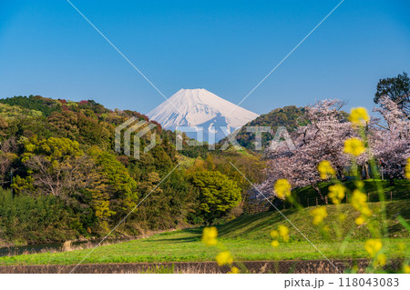 【静岡県】狩野川さくら公園　満開の桜と富士山 118043083