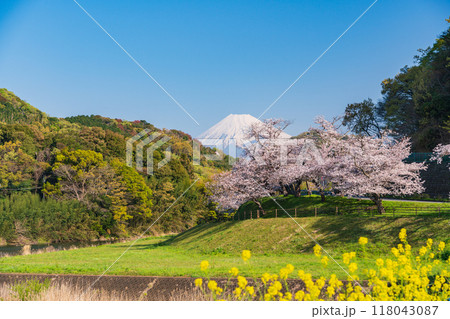 【静岡県】狩野川さくら公園　満開の桜と富士山 118043087