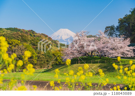 【静岡県】狩野川さくら公園 満開の桜と富士山 【静岡県】狩野川さくら公園 満開の桜と富士山 118043089