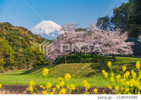 【静岡県】狩野川さくら公園　満開の桜と富士山 118043090