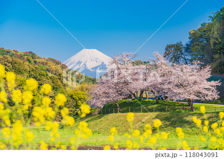 【静岡県】狩野川さくら公園　満開の桜と富士山 118043091