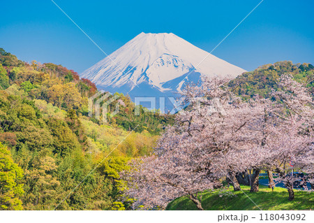 【静岡県】狩野川さくら公園　満開の桜と富士山 118043092