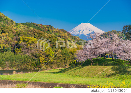 【静岡県】狩野川さくら公園　満開の桜と富士山 118043094