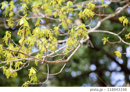 爽やか　クヌギの花芽 118043198
