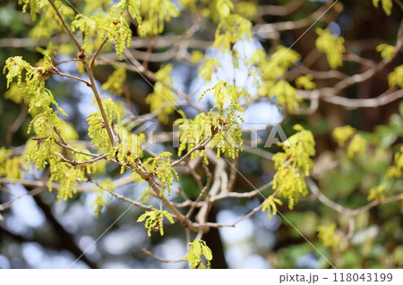 爽やか　クヌギの花芽 118043199