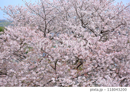 華やか 桜の花 染井吉野 華やか 桜の花 染井吉野 118043200
