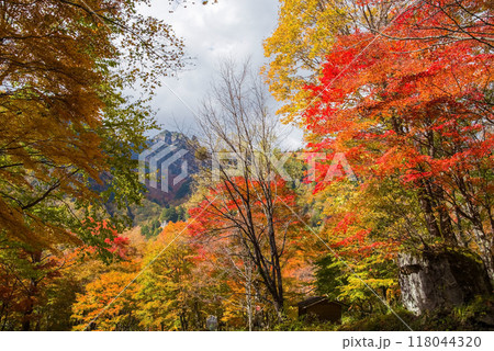 《奥飛騨の紅葉》紅葉最盛期の鍋平高原から望む「錫杖岳」 118044320