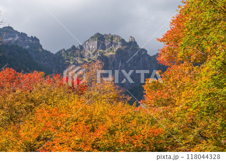 《奥飛騨の紅葉》紅葉最盛期の鍋平高原から望む「錫杖岳」 118044328