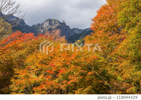 《奥飛騨の紅葉》紅葉最盛期の鍋平高原から望む「錫杖岳」 118044329