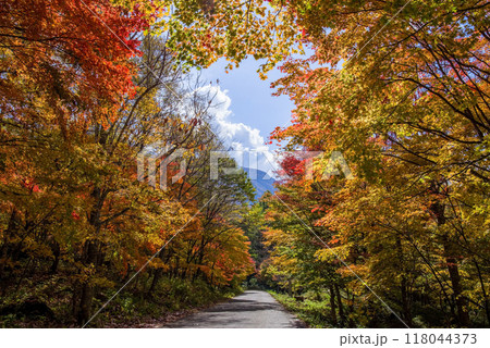 《奥飛騨の紅葉》新穂高温泉周辺の登山道路沿いの紅葉 《奥飛騨の紅葉》新穂高温泉周辺の登山道路沿いの紅葉 118044373