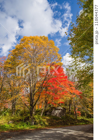 《奥飛騨の紅葉》新穂高温泉周辺の登山道路沿いの紅葉 118044377