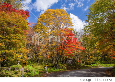 《奥飛騨の紅葉》新穂高温泉周辺の登山道路沿いの紅葉 《奥飛騨の紅葉》新穂高温泉周辺の登山道路沿いの紅葉 118044378
