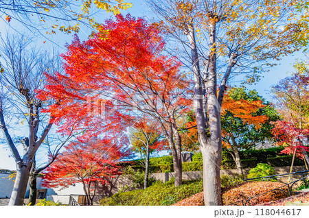 神奈川 紅葉に染まる相模湖　相模湖公園 118044617