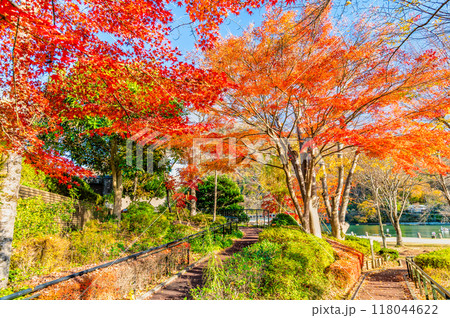 神奈川 紅葉に染まる相模湖　相模湖公園 118044622
