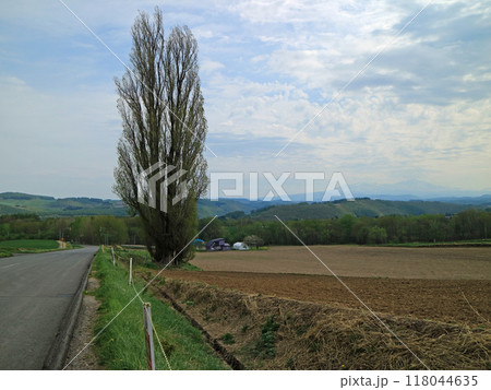 美瑛の丘を象徴するケンとメリーの木 美瑛の丘を象徴するケンとメリーの木 118044635