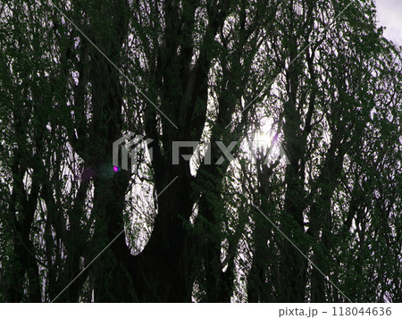 美瑛の丘を象徴するケンとメリーのポプラの木 美瑛の丘を象徴するケンとメリーのポプラの木 118044636