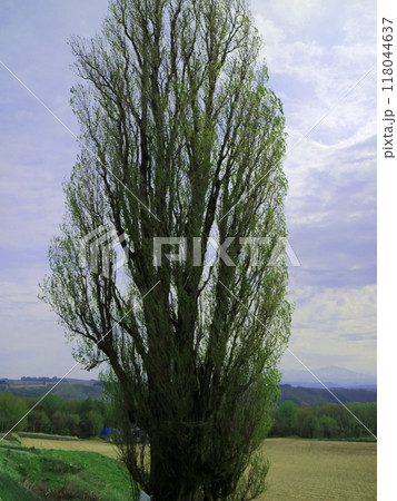 美瑛の丘を象徴するケンとメリーのポプラの木 美瑛の丘を象徴するケンとメリーのポプラの木 118044637