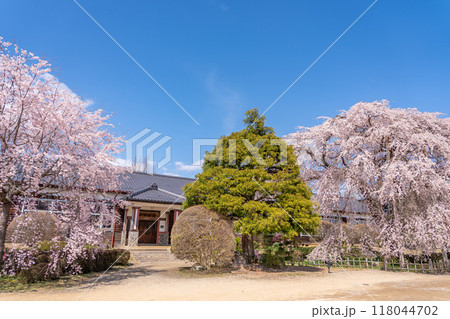 長野県飯田市　杵原学校の満開のしだれ桜 118044702