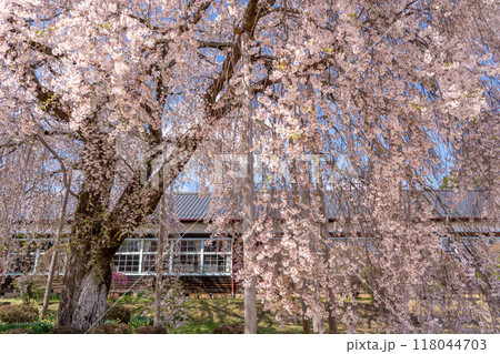 長野県飯田市　杵原学校の満開のしだれ桜 118044703