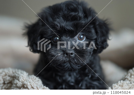 可愛いトイプードルの写真3　AI生成画像 118045024