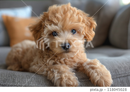 可愛いトイプードルの写真7　AI生成画像 118045028