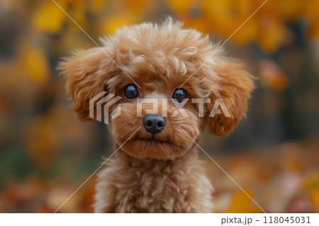 可愛いトイプードルの写真9 AI生成画像のイラスト素材 [118045031] - PIXTA