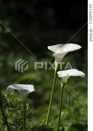 カラーリリーの花 118045116