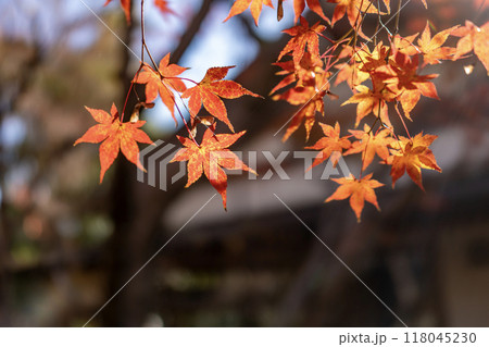 伊賀上野の蓑虫庵の紅葉 118045230