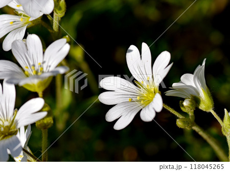 初夏のイメージ　白い5枚の花弁を持つ可憐な白耳菜草(シロミミナグサ)のクローズアップ 118045265