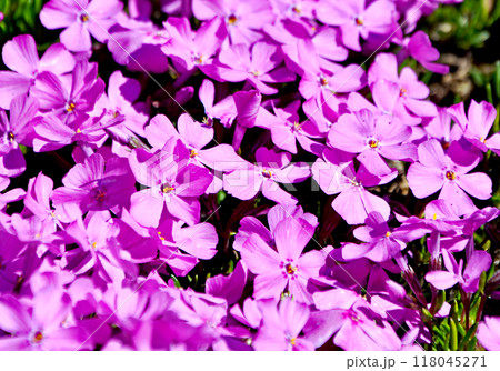 春の景色　赤紫の芝桜班入り葉のアモエナバリエガータ　花のない時のカラーリーフが綺麗。 118045271