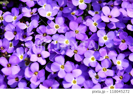 庭の隙間を埋めるグランドカバーとして最適の、かわいらしい小さな多年生の芝桜のオープリエタ　 118045272