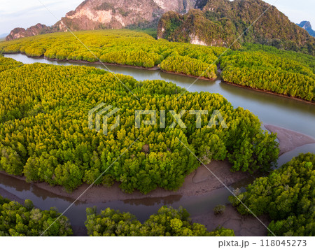 Amazing abundant mangrove forest, Aerial view of forest trees Rainforest ecosystem and healthy environment background, Texture of green trees forest top down, High angle view Amazing abundant mangrove forest, Aerial view of forest trees Rainforest ecosystem and healthy environment background, Texture of green trees forest top down, High angle view 118045273